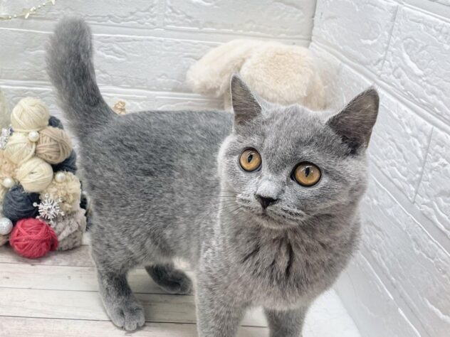 岡山県のブリティッシュショートヘアー (ワンキャラット アミーゴ岡南店/2025年8月11日生まれ/女の子/ブルー)の子猫の1枚目の画像