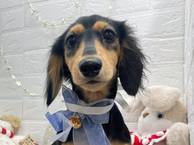 岡山県のミニチュアダックスフンド(ロング) (ワンキャラット アミーゴ岡南店/2025年8月7日生まれ/女の子/ブラックホワイトタン)の子犬の1枚目の画像