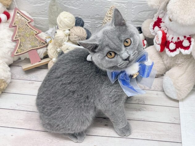 岡山県のブリティッシュショートヘアー (ワンキャラット アミーゴ岡南店/2025年8月11日生まれ/女の子/ブルー)の子猫の2枚目の画像