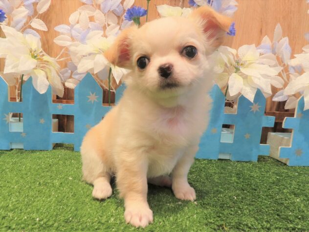 兵庫県のチワワ(ロング) (アミーゴ伊丹店/2025年10月8日生まれ/女の子/クリームホワイト)の子犬