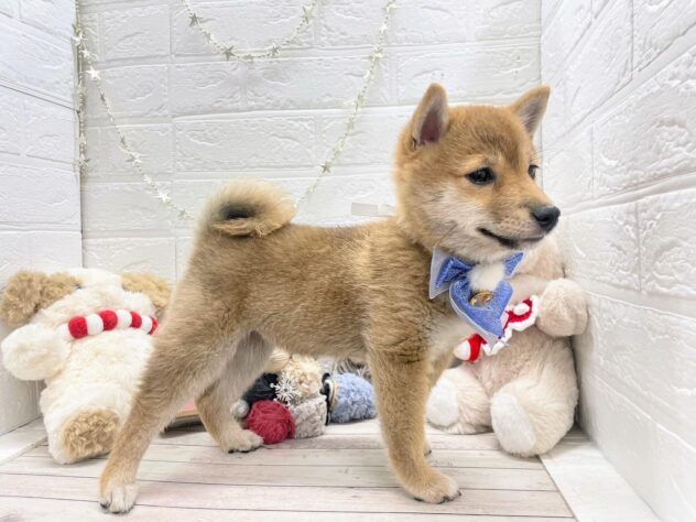 岡山県の豆柴 (ワンキャラット アミーゴ岡南店/2025年9月16日生まれ/女の子/赤)の子犬の3枚目の画像