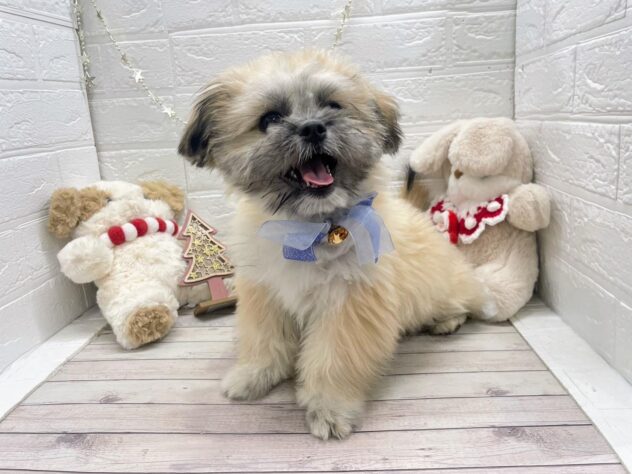 岡山県のハーフ犬・ミックス犬 (ワンキャラット アミーゴ岡南店/2025年8月3日生まれ/男の子/フォーン)の子犬の3枚目の画像