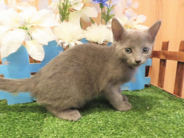 兵庫県のロシアンブルー (アミーゴ伊丹店/2025年10月1日生まれ/女の子/ブルー)の子猫の3枚目の画像
