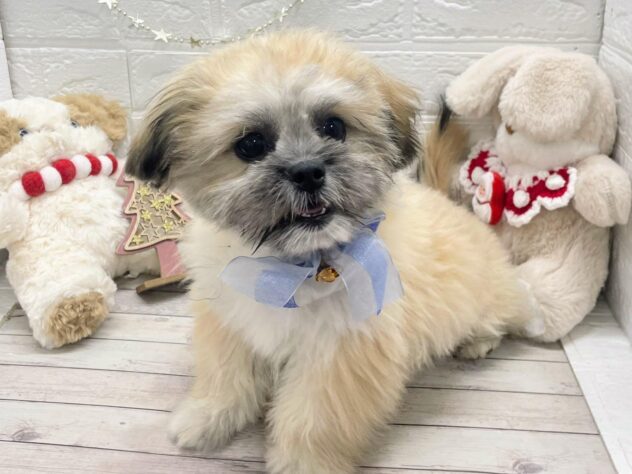 岡山県のハーフ犬・ミックス犬 (ワンキャラット アミーゴ岡南店/2025年8月3日生まれ/男の子/フォーン)の子犬の1枚目の画像