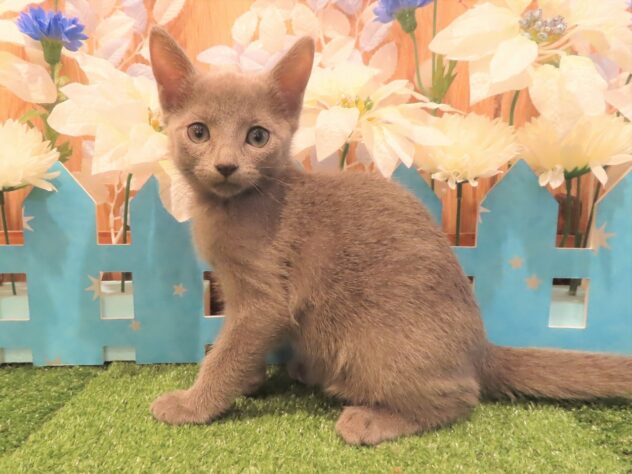 兵庫県のロシアンブルー (アミーゴ伊丹店/2025年10月1日生まれ/女の子/ブルー)の子猫の1枚目の画像