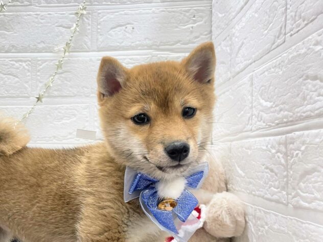 岡山県の豆柴 (ワンキャラット アミーゴ岡南店/2025年9月16日生まれ/女の子/赤)の子犬の1枚目の画像