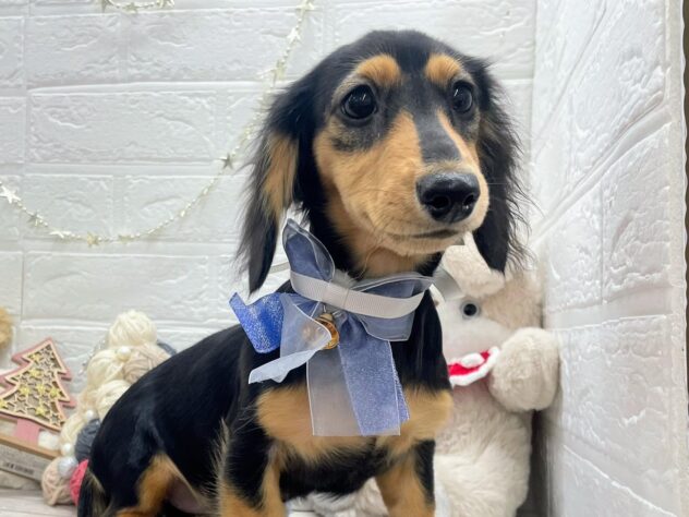 岡山県のミニチュアダックスフンド(ロング) (ワンキャラット アミーゴ岡南店/2025年8月7日生まれ/女の子/ブラックホワイトタン)の子犬の2枚目の画像