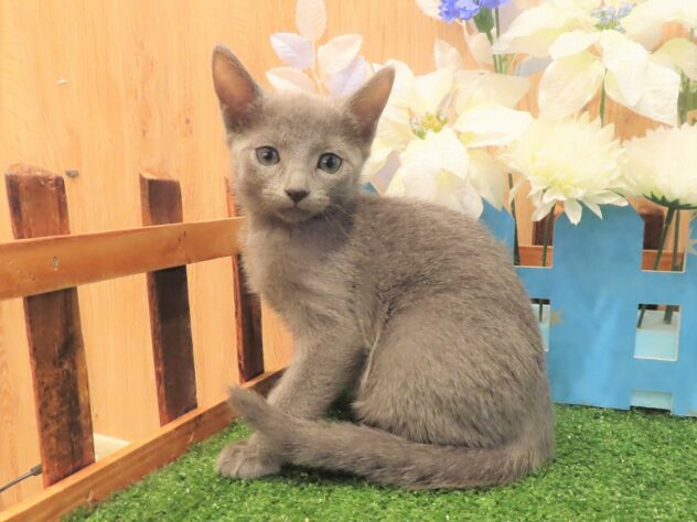 兵庫県のロシアンブルー (アミーゴ伊丹店/2025年10月1日生まれ/女の子/ブルー)の子猫の2枚目の画像