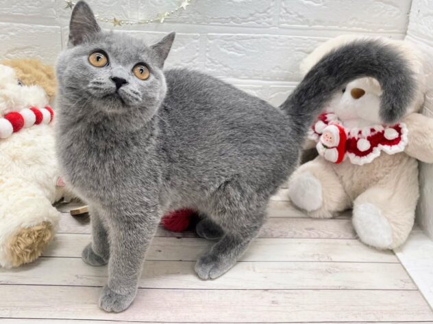 岡山県のブリティッシュショートヘアー (ワンキャラット アミーゴ岡南店/2025年8月11日生まれ/女の子/ブルー)の子猫の3枚目の画像