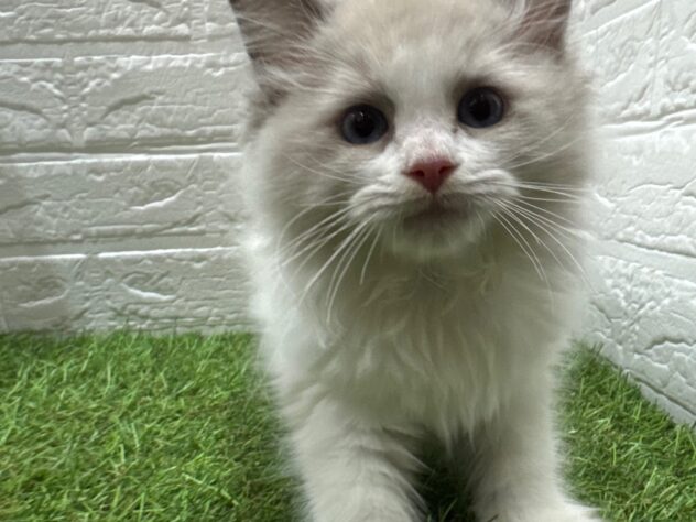 新潟県のラグドール (アミーゴ新潟小新店/2025年9月23日生まれ/男の子/ブルーポイントバイカラー)の子猫の3枚目の画像