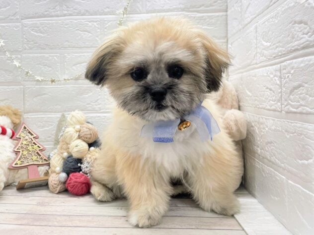 岡山県のハーフ犬・ミックス犬 (ワンキャラット アミーゴ岡南店/2025年8月3日生まれ/男の子/フォーン)の子犬の2枚目の画像