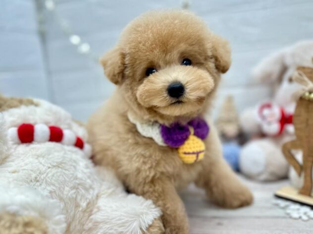 岡山県のトイプードル(トイ) (ワンキャラット アミーゴ岡南店/2025年10月11日生まれ/男の子/ペールフォーン)の子犬の1枚目の画像