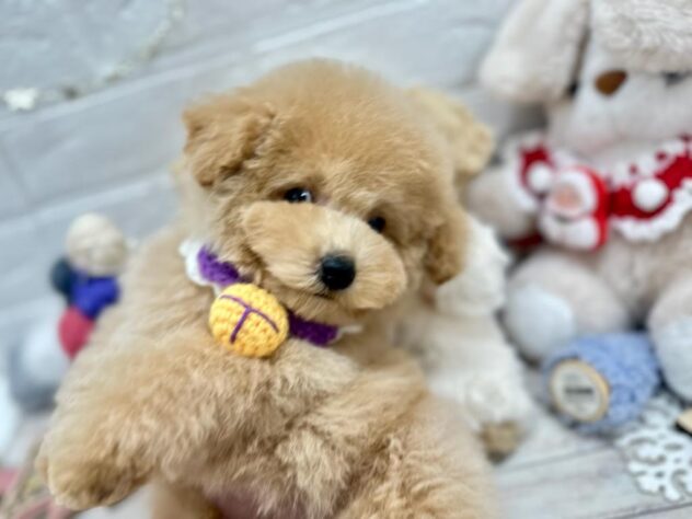 岡山県のトイプードル(トイ) (ワンキャラット アミーゴ岡南店/2025年10月11日生まれ/男の子/ペールフォーン)の子犬の3枚目の画像