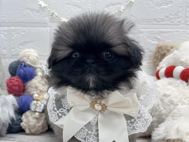 岡山県のペキニーズ (ワンキャラット アミーゴ岡南店/2025年10月23日生まれ/女の子/フォーン)の子犬の1枚目の画像