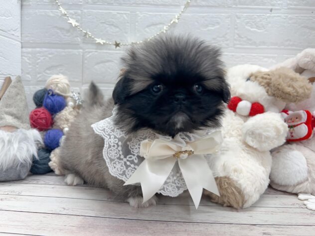 岡山県のペキニーズ (ワンキャラット アミーゴ岡南店/2025年10月23日生まれ/女の子/フォーン)の子犬の2枚目の画像