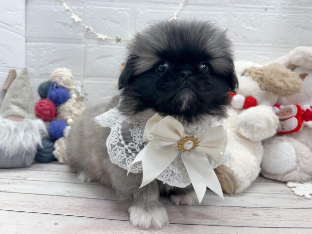 岡山県のペキニーズ (ワンキャラット アミーゴ岡南店/2025年10月23日生まれ/女の子/フォーン)の子犬の3枚目の画像