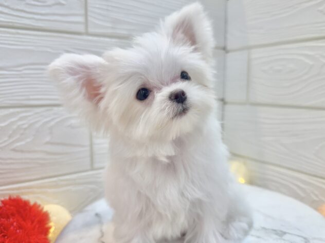 兵庫県のチワマル/マルチワ(チワワ×マルチーズ) (ワンキャラット アミーゴ姫路飾磨店/2025年9月19日生まれ/男の子/ホワイト)の子犬の2枚目の画像
