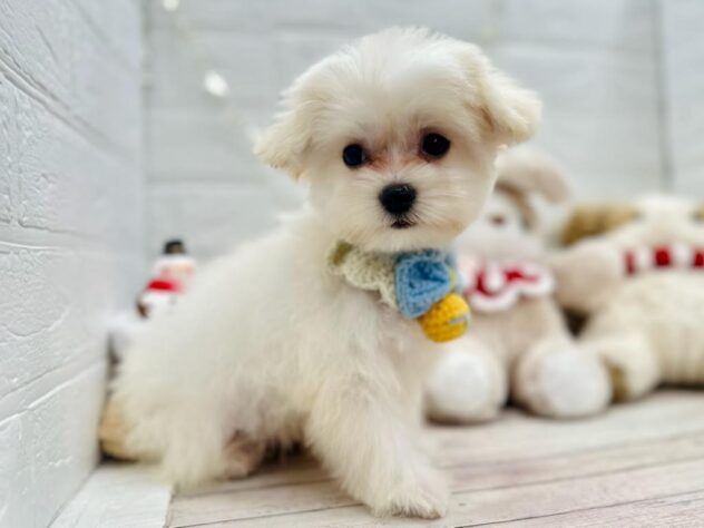 岡山県のハーフ犬・ミックス犬 (ワンキャラット アミーゴ岡南店/2025年9月17日生まれ/男の子/ホワイト)の子犬の2枚目の画像