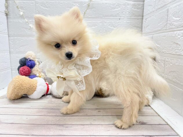 岡山県のポメラニアン (ワンキャラット アミーゴ岡南店/2025年9月26日生まれ/男の子/クリーム)の子犬の2枚目の画像