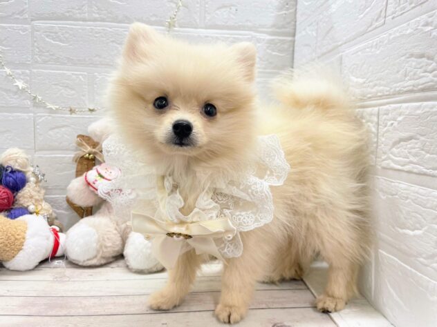 岡山県のポメラニアン (ワンキャラット アミーゴ岡南店/2025年9月26日生まれ/男の子/クリーム)の子犬の1枚目の画像