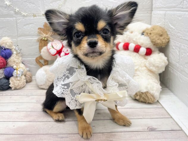 岡山県のチワワ(ロング) (ワンキャラット アミーゴ岡南店/2025年8月7日生まれ/男の子/ブラックタンホワイト)の子犬の1枚目の画像