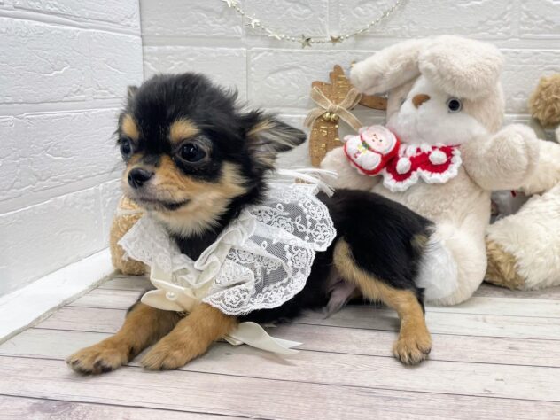 岡山県のチワワ(ロング) (ワンキャラット アミーゴ岡南店/2025年8月7日生まれ/男の子/ブラックタンホワイト)の子犬の2枚目の画像