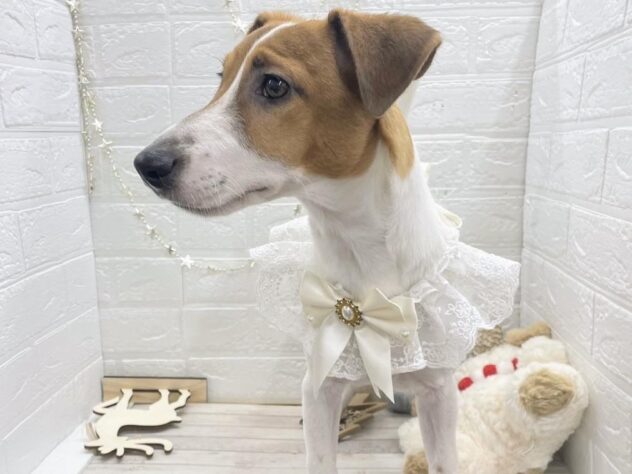 岡山県のジャックラッセルテリア (ワンキャラット アミーゴ岡南店/2025年5月19日生まれ/男の子/タンホワイト)の子犬の2枚目の画像