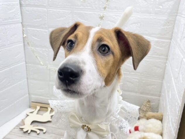 岡山県のジャックラッセルテリア (ワンキャラット アミーゴ岡南店/2025年5月19日生まれ/男の子/タンホワイト)の子犬の1枚目の画像