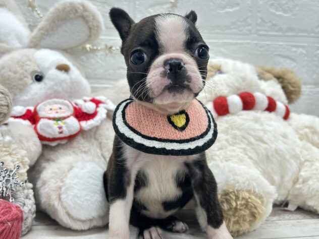 岡山県のボストンテリア (ワンキャラット アミーゴ岡南店/2025年10月16日生まれ/女の子/ボストンカラー)の子犬の3枚目の画像