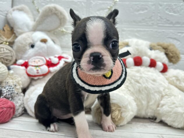 岡山県のボストンテリア (ワンキャラット アミーゴ岡南店/2025年10月16日生まれ/女の子/ボストンカラー)の子犬の2枚目の画像