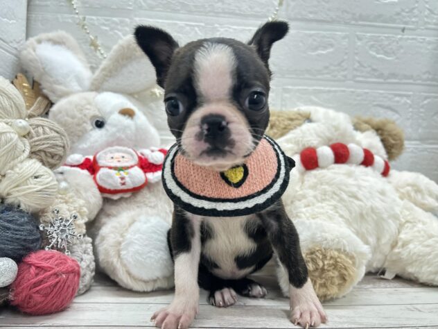 岡山県のボストンテリア (ワンキャラット アミーゴ岡南店/2025年10月16日生まれ/女の子/ボストンカラー)の子犬の1枚目の画像