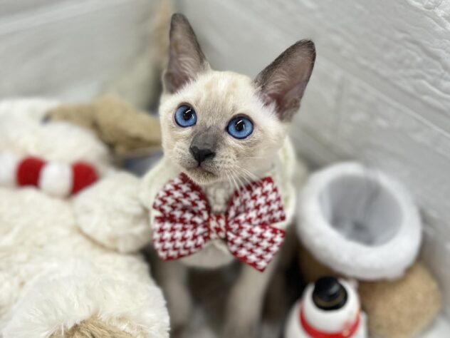 岡山県のシャム (ワンキャラット アミーゴ岡南店/2025年10月26日生まれ/女の子/ブルーポイント)の子猫の3枚目の画像