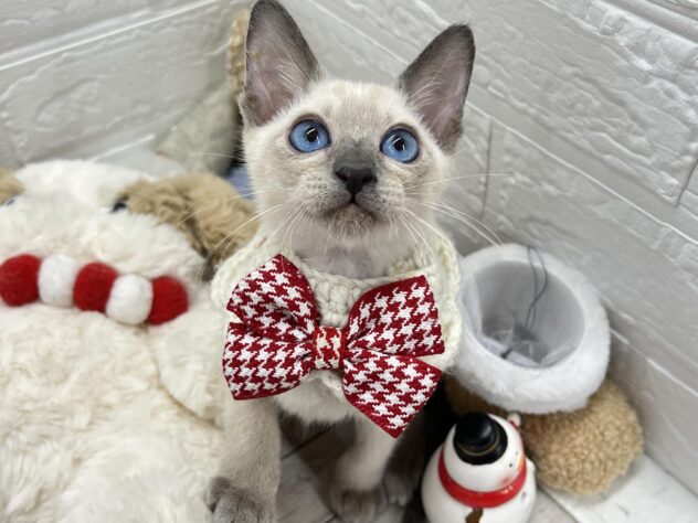 岡山県のシャム (ワンキャラット アミーゴ岡南店/2025年10月26日生まれ/女の子/ブルーポイント)の子猫の1枚目の画像