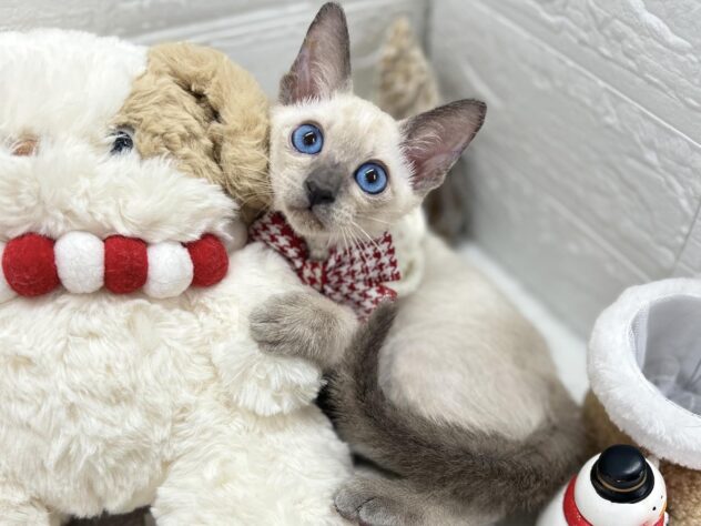 岡山県のシャム (ワンキャラット アミーゴ岡南店/2025年10月26日生まれ/女の子/ブルーポイント)の子猫の2枚目の画像