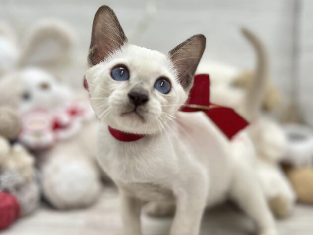 岡山県のトンキニーズ (ワンキャラット アミーゴ岡南店/2025年10月24日生まれ/男の子/その他色)の子猫の1枚目の画像