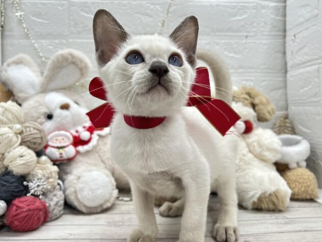 岡山県のトンキニーズ (ワンキャラット アミーゴ岡南店/2025年10月24日生まれ/男の子/その他色)の子猫の2枚目の画像