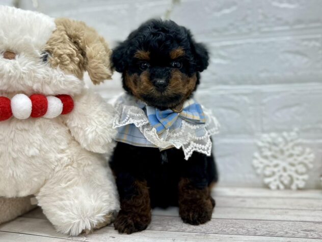 岡山県のトイプードル(トイ) (ワンキャラット アミーゴ岡南店/2025年10月23日生まれ/男の子/ブラックタン)の子犬の1枚目の画像