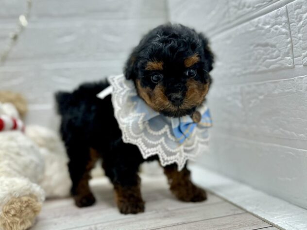 岡山県のトイプードル(トイ) (ワンキャラット アミーゴ岡南店/2025年10月23日生まれ/男の子/ブラックタン)の子犬の2枚目の画像