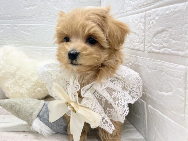 岡山県のハーフ犬・ミックス犬 (ワンキャラット アミーゴ岡南店/2025年11月1日生まれ/男の子/クリーム)の子犬の3枚目の画像