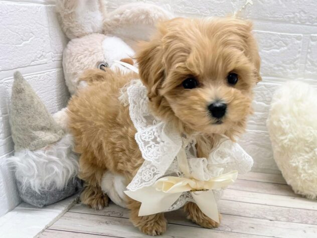 岡山県のハーフ犬・ミックス犬 (ワンキャラット アミーゴ岡南店/2025年11月1日生まれ/男の子/クリーム)の子犬の2枚目の画像