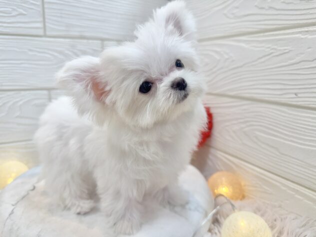 兵庫県のチワマル/マルチワ(チワワ×マルチーズ) (ワンキャラット アミーゴ姫路飾磨店/2025年9月19日生まれ/男の子/ホワイト)の子犬の3枚目の画像