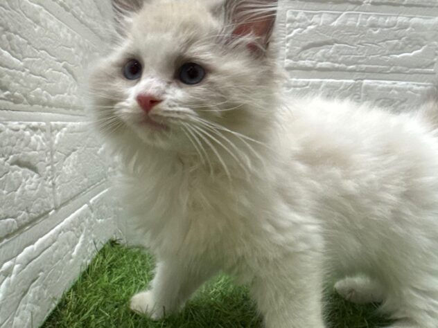 新潟県のラグドール (アミーゴ新潟小新店/2025年9月23日生まれ/男の子/ブルーポイントバイカラー)の子猫の2枚目の画像