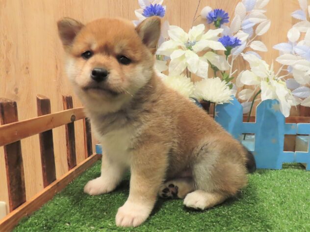 兵庫県の柴犬(標準サイズ) (アミーゴ伊丹店/2025年10月15日生まれ/男の子/赤)の子犬