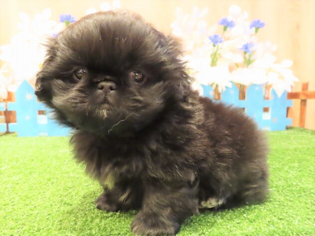 兵庫県のペキニーズ (アミーゴ伊丹店/2025年10月23日生まれ/男の子/ブラック)の子犬の2枚目の画像