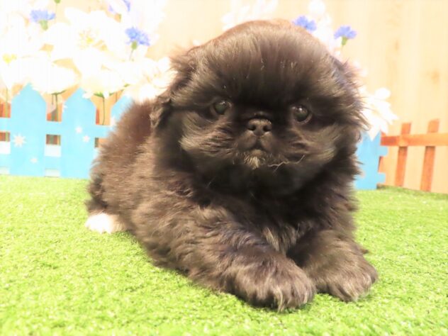 兵庫県のペキニーズ (アミーゴ伊丹店/2025年10月23日生まれ/男の子/ブラック)の子犬の3枚目の画像