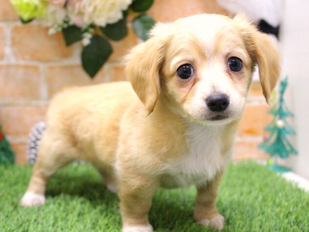 兵庫県のチワックス(チワワ×ダックス) (ペット・プラザ アミーゴ三田店/2025年10月14日生まれ/男の子/クリームホワイト)の子犬の3枚目の画像