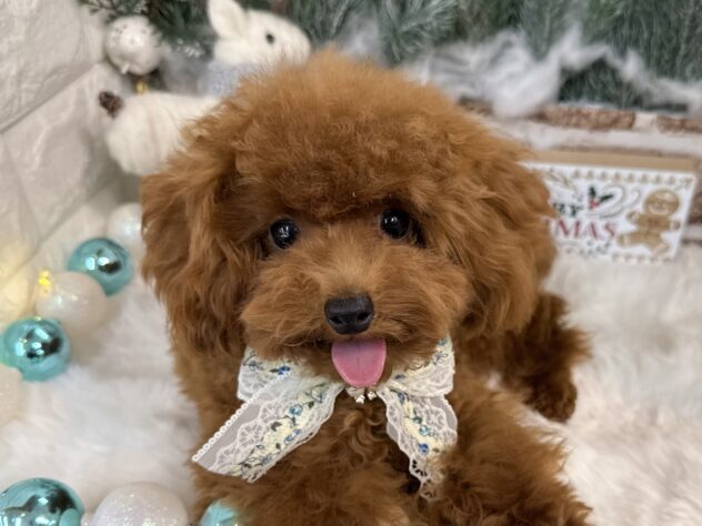 兵庫県のトイプードル(トイ) (ワンキャラット アミーゴ姫路花田店/2025年5月7日生まれ/男の子/レッドフォーン)の子犬