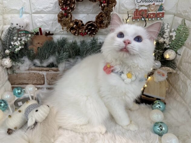 兵庫県のラグドール (ワンキャラット アミーゴ姫路花田店/2025年7月14日生まれ/男の子/ブルーポイントバイカラー)の子猫の2枚目の画像