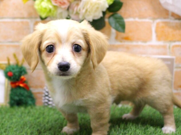 兵庫県のチワックス(チワワ×ダックス) (ペット・プラザ アミーゴ三田店/2025年10月14日生まれ/男の子/クリームホワイト)の子犬の2枚目の画像