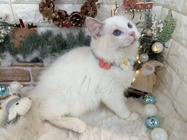 兵庫県のラグドール (ワンキャラット アミーゴ姫路花田店/2025年7月14日生まれ/男の子/ブルーポイントバイカラー)の子猫の4枚目の画像